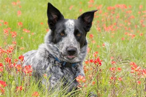 aussie shepherd blue heeler|blue heeler aussie mix puppies.